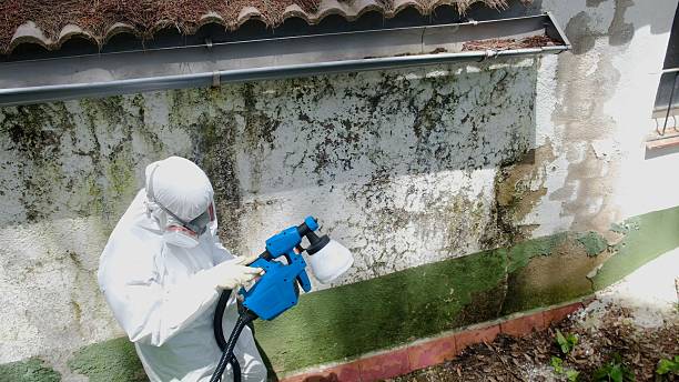 Top rated local Mold Remediation specialists in Stephenson, VA